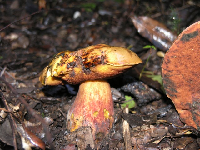 Boletus queletii???